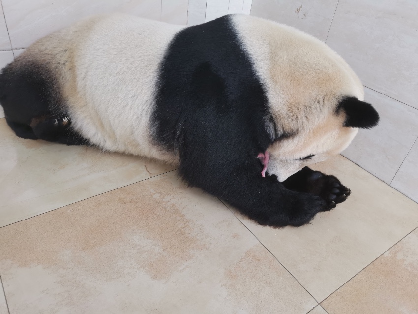 报喜！中国熊猫中心喜迎两胎四崽！